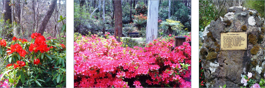 Rhododendron Festival